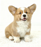  [DÒNG TRUNG CẤP] - CÁI 2 THÁNG TUỔI 