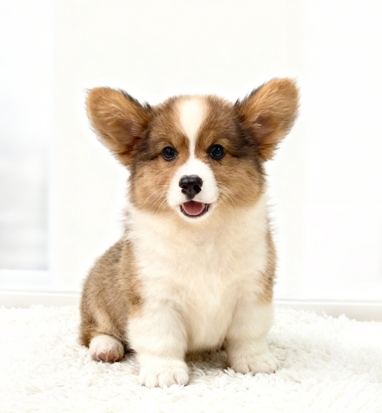  [DÒNG TRUNG CẤP] - ĐỰC 2 THÁNG TUỔI 