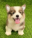  [CÓ SẴN] - BÉ CÁI - 2 THÁNG TUỔI 