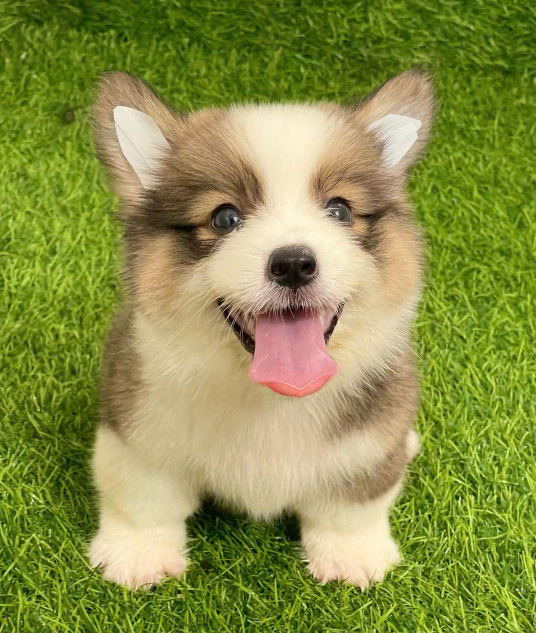  [CÓ SẴN] - BÉ CÁI - 2 THÁNG TUỔI 