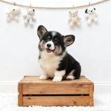  [0207] - CÁI 2 THÁNG TUỔI 