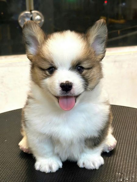  [HÀ NỘI] - BÉ ĐỰC 2 THÁNG TUỔI 