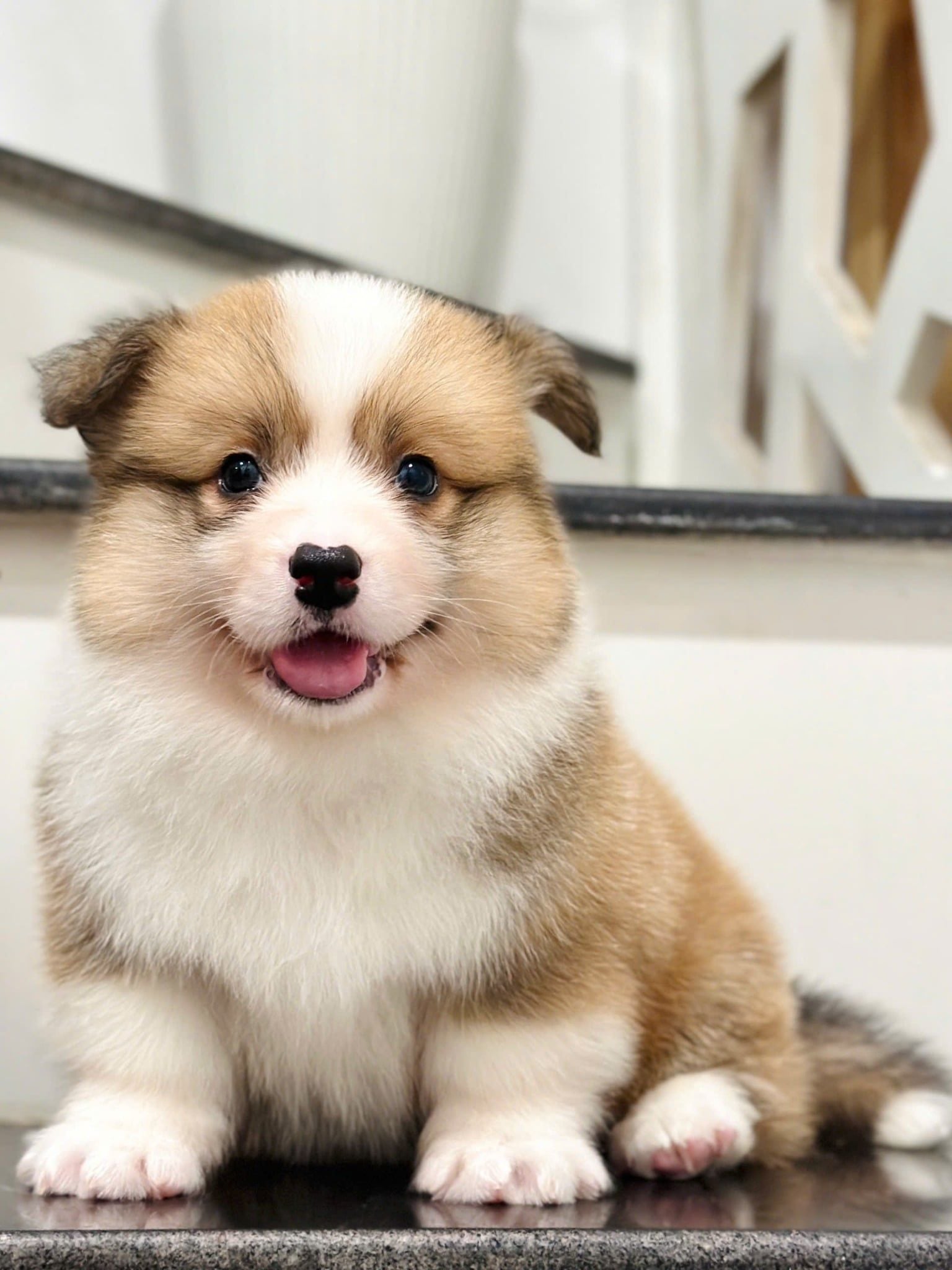  [TP HCM] - BÉ ĐỰC 2 THÁNG TUỔI 