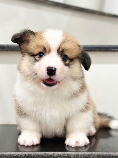  [TP HCM] - BÉ ĐỰC 2 THÁNG TUỔI 