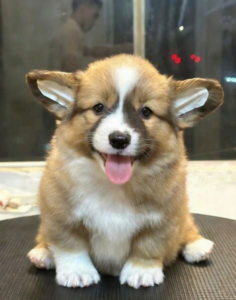  [HÀ NỘI] - BÉ CÁI 2 THÁNG TUỔI 