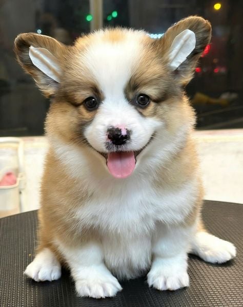  [HÀ NỘI] - BÉ CÁI 2 THÁNG TUỔI 