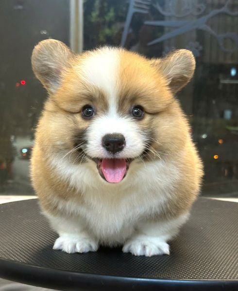  [HÀ NỘI] - BÉ ĐỰC 2 THÁNG TUỔI 