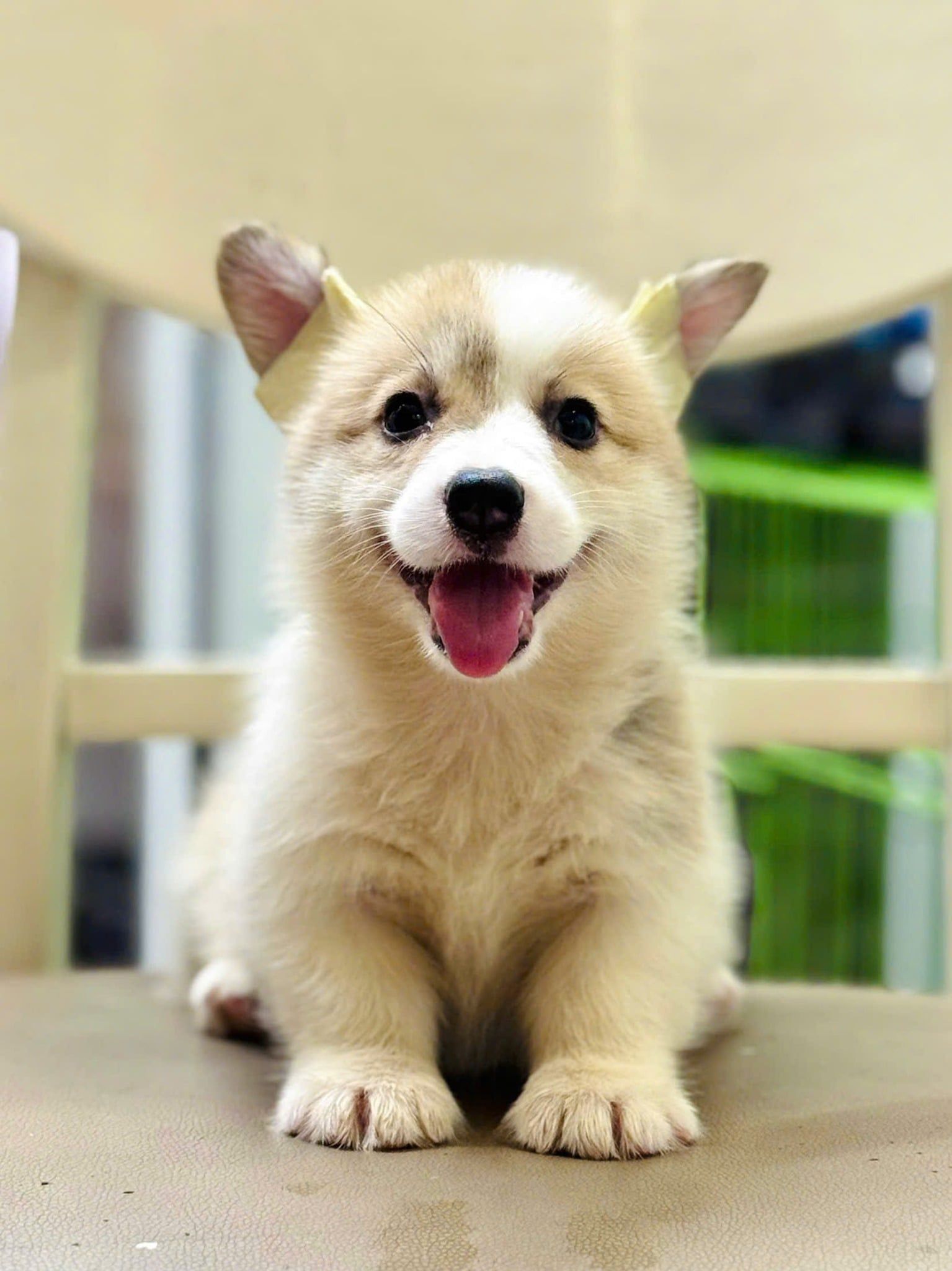  [TP HCM] - BÉ CÁI 2 THÁNG TUỔI 