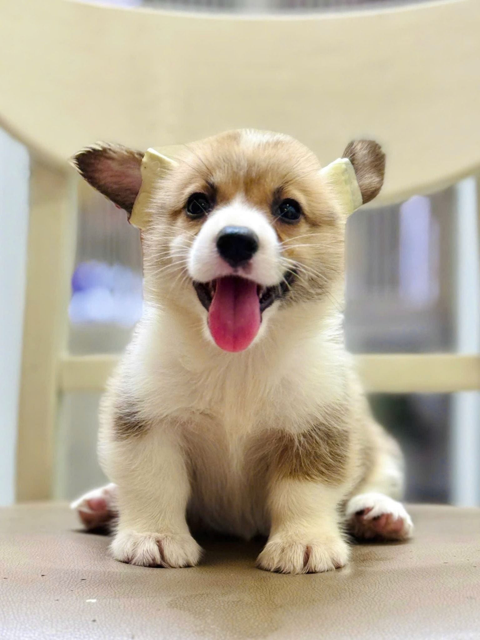  [TP HCM] - BÉ CÁI 2 THÁNG TUỔI 