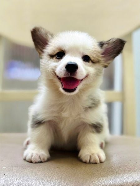  [TP HCM] - BÉ ĐỰC 2 THÁNG TUỔI 