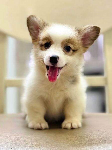  [TP HCM] - BÉ ĐỰC 2 THÁNG TUỔI 