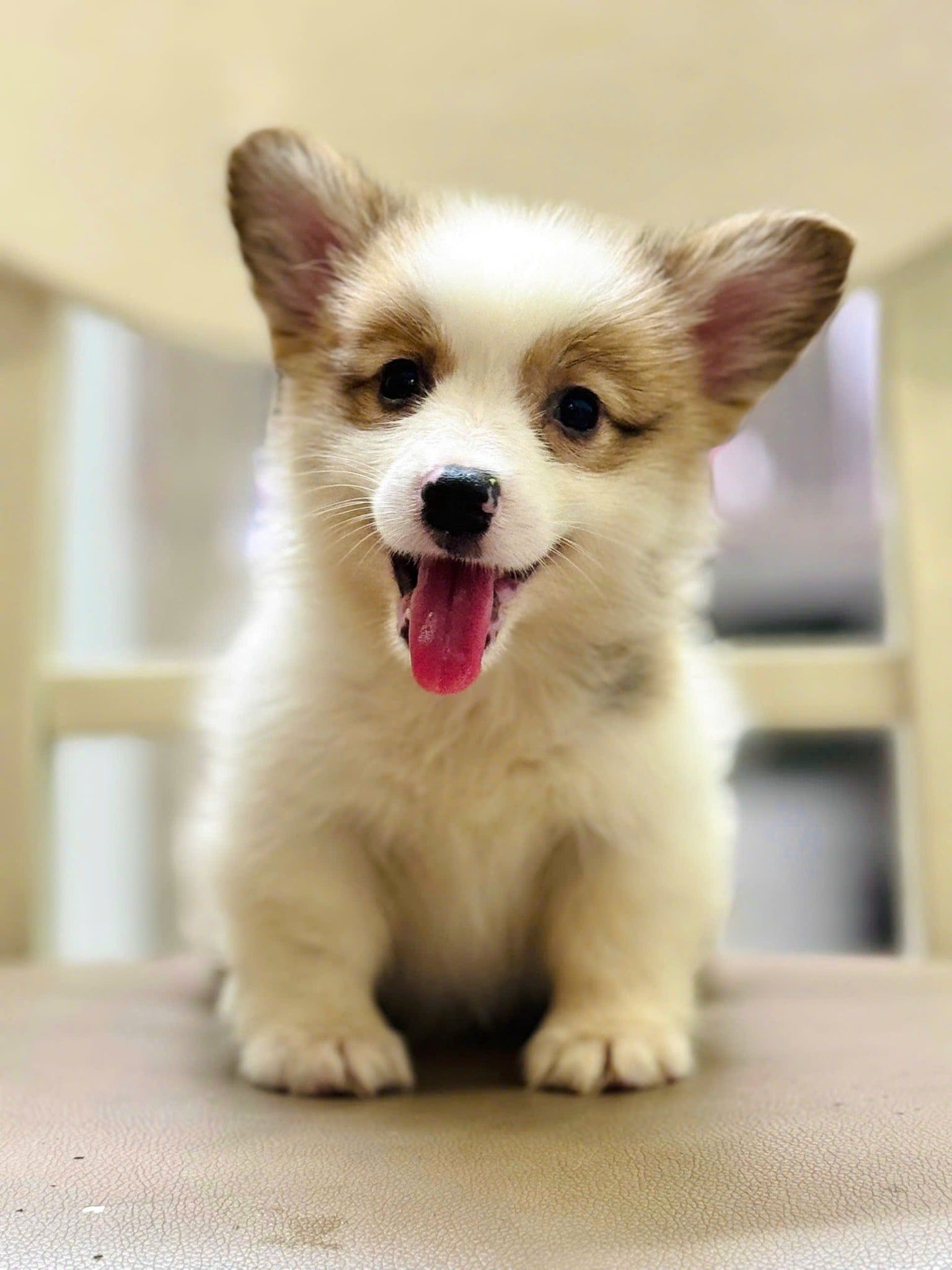  [TP HCM] - BÉ ĐỰC 2 THÁNG TUỔI 