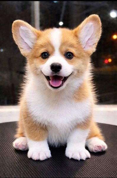  [HÀ NỘI] - BÉ CÁI 2 THÁNG TUỔI 