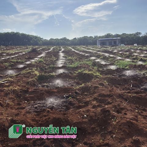 Bình Phước: Hệ thống tưới tại gốc không dùng cây đỡ béc cho 7Ha tại Bình Long