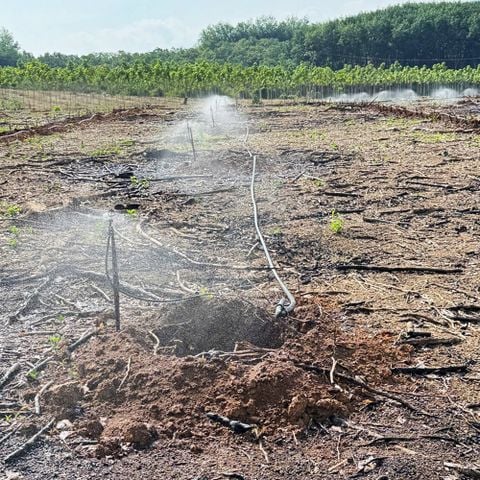 Bình Phước: Lắp mới hệ thống tưới tại gốc cho 2Ha cây Cafe chuẩn bị xuống giống