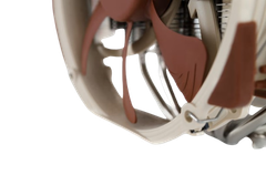Tản nhiệt Noctua NH-D15 CPU Cooler