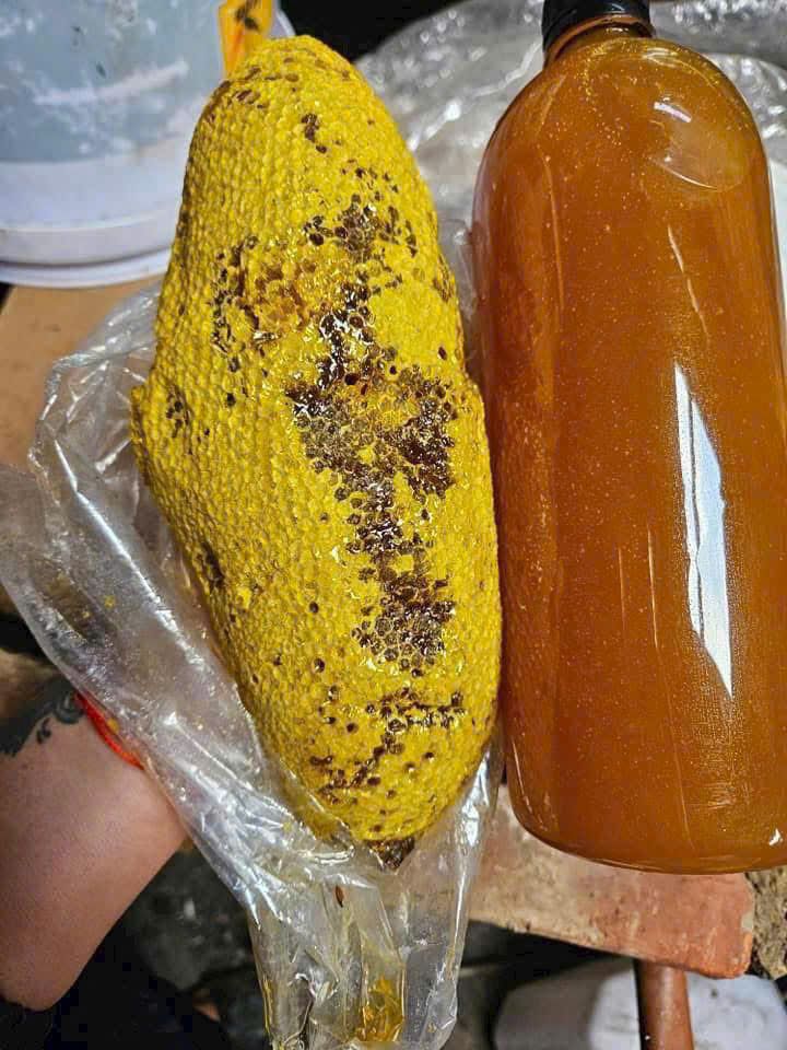 MẬT ONG RUỒI RỪNG TÂY NGUYÊN MIỀN TRUNG