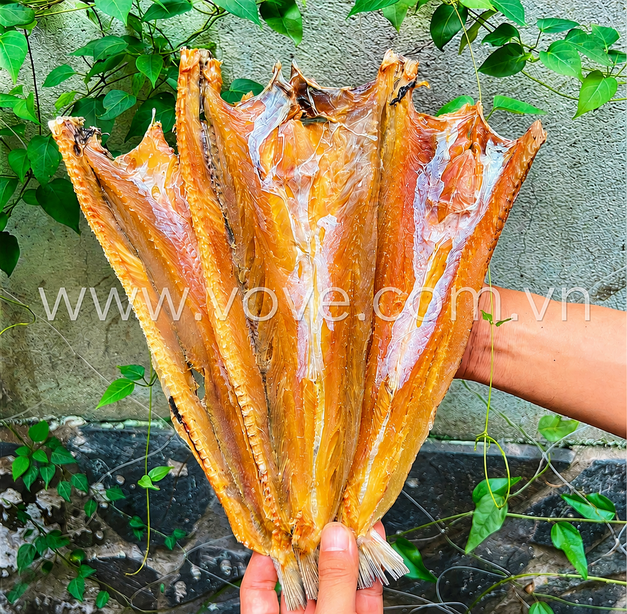 Khô cá Mối nhiều nắng Phú Quốc (Loại 1) 