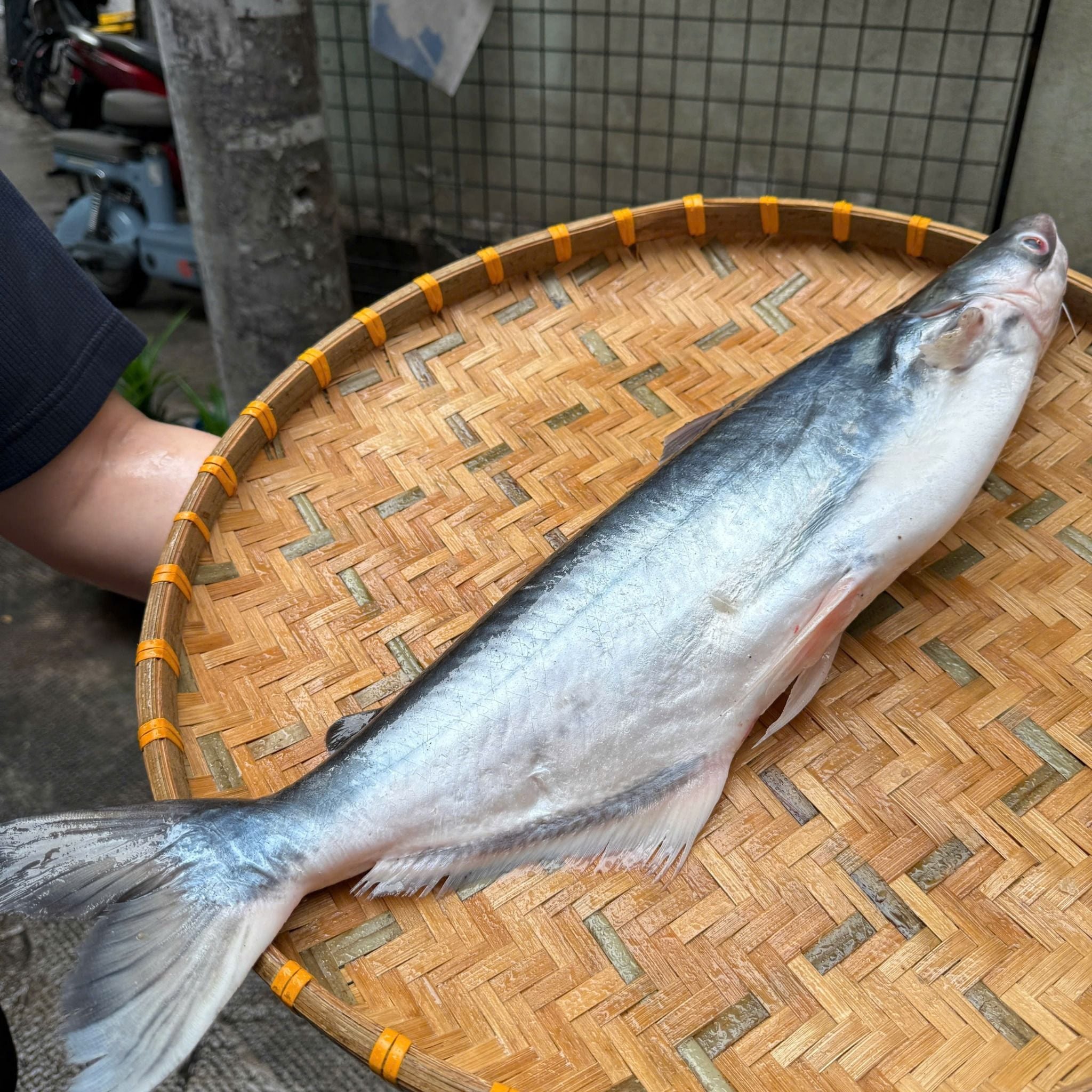  Cá Dứa Tươi Cần Giờ thiên nhiên 100% 