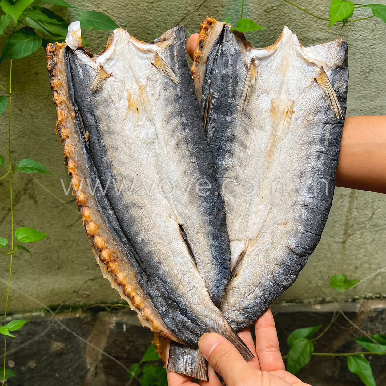  Khô cá Nhồng biển Nhiều nắng Phú Quốc 