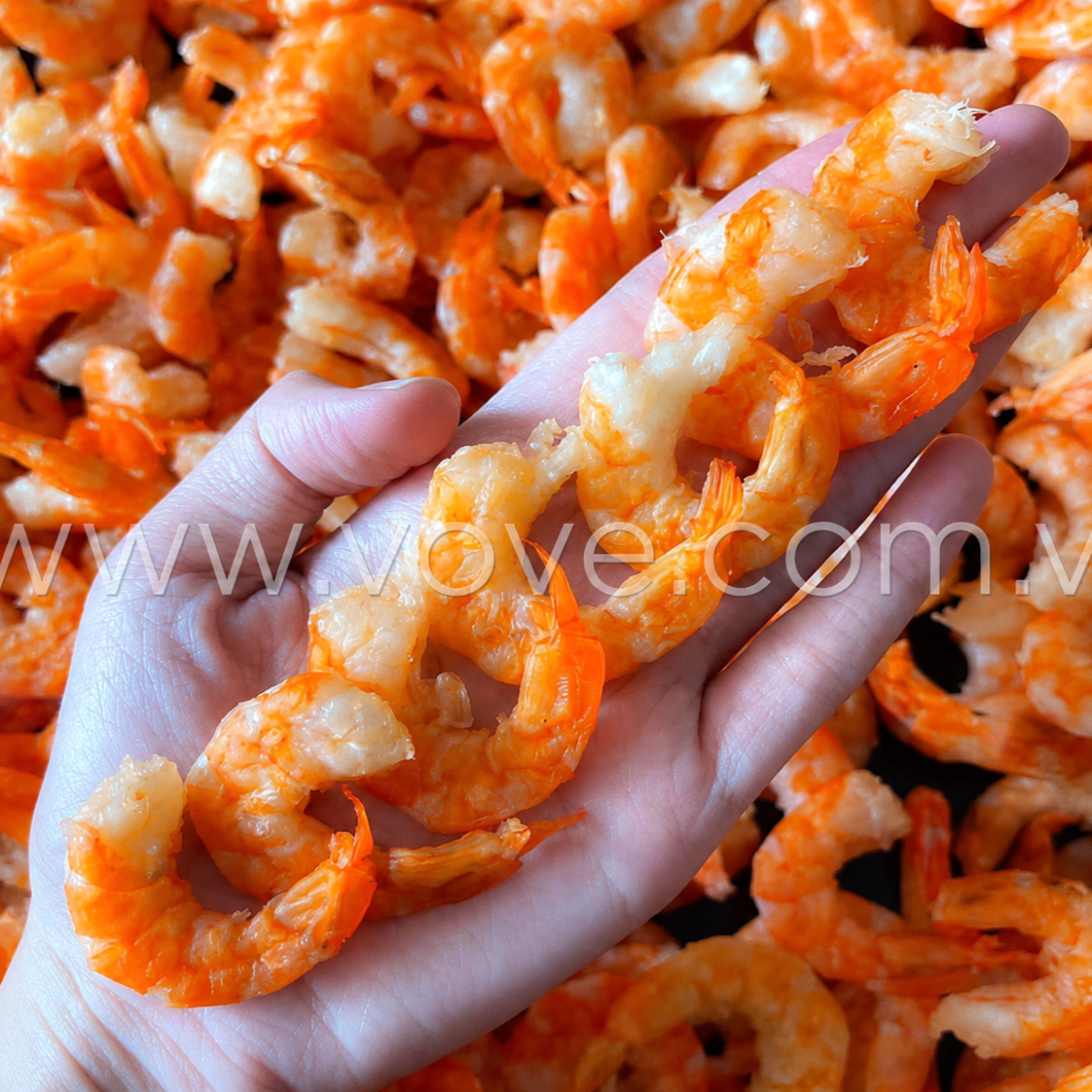tom kho bien phu quoc loai 1 size vua
