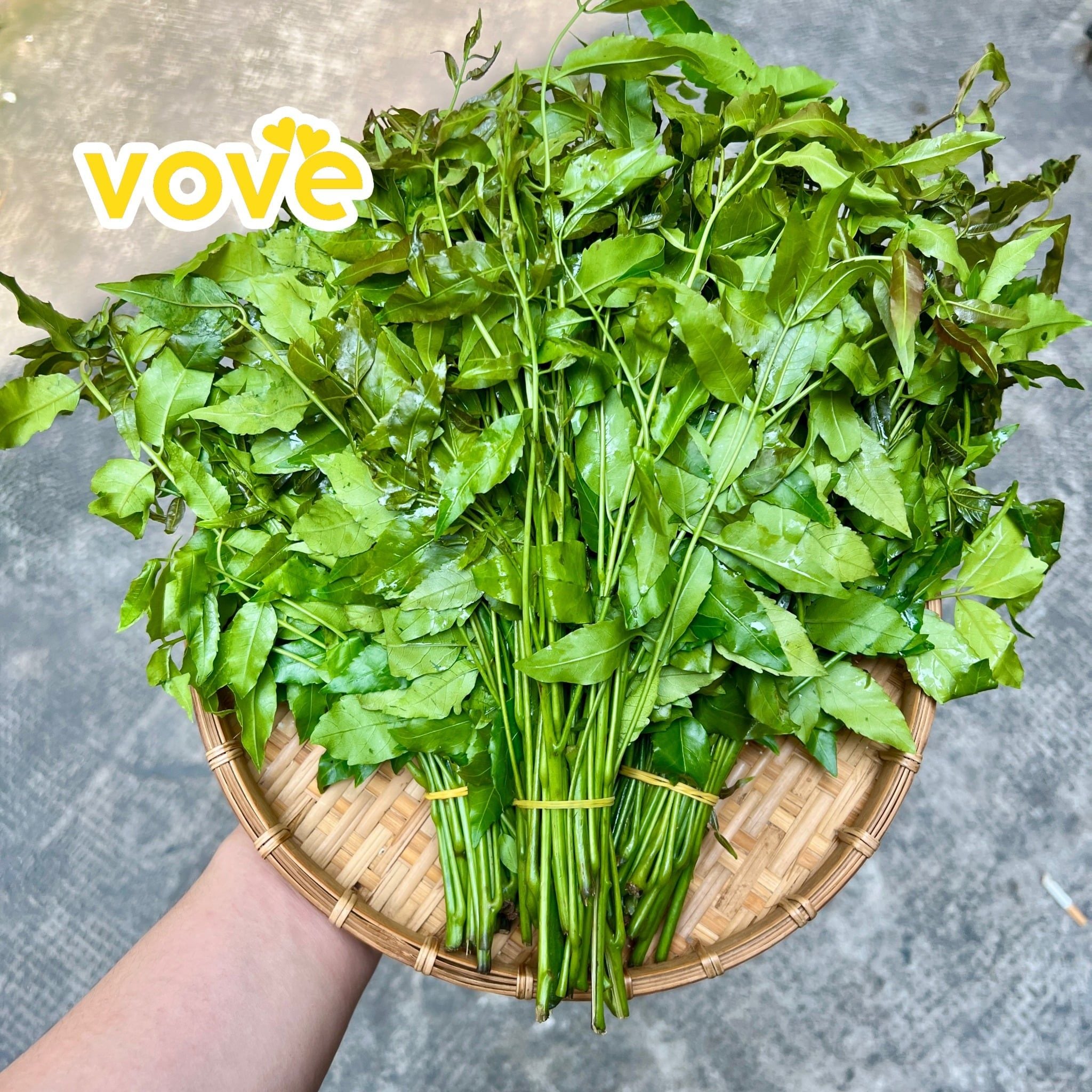 la sau dau 5 bo