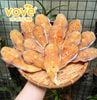 khocaduacatkhucuopsangiavi500gr