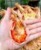 tomsukhocamauthiennhiennguyenvosize50contui500gr