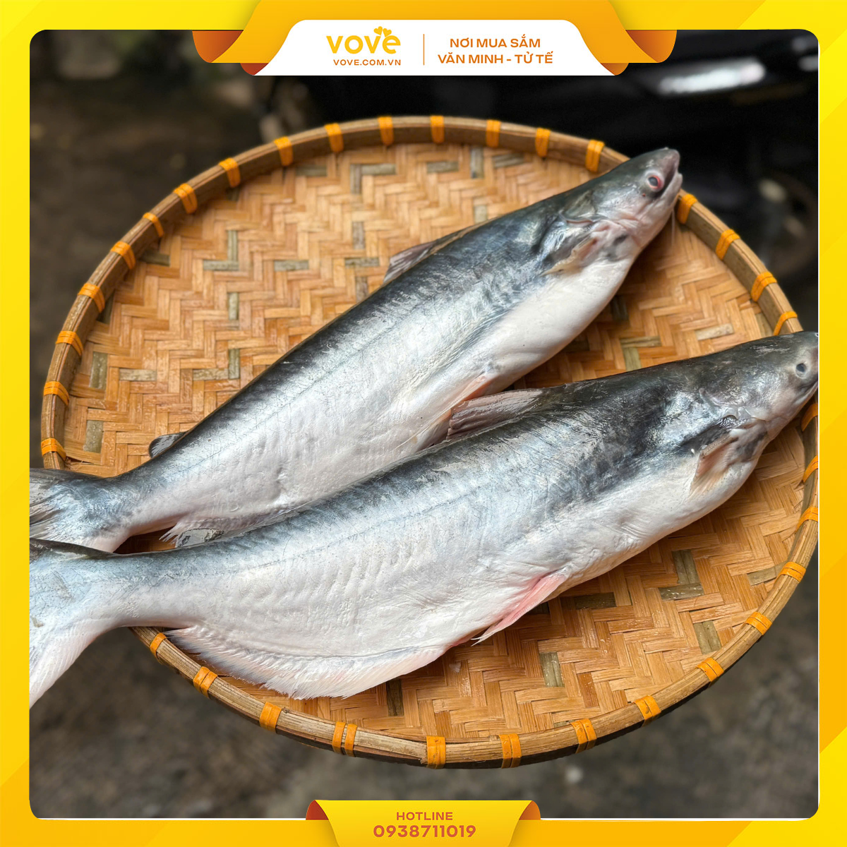 ca dua tuoi can gio thien nhien 100