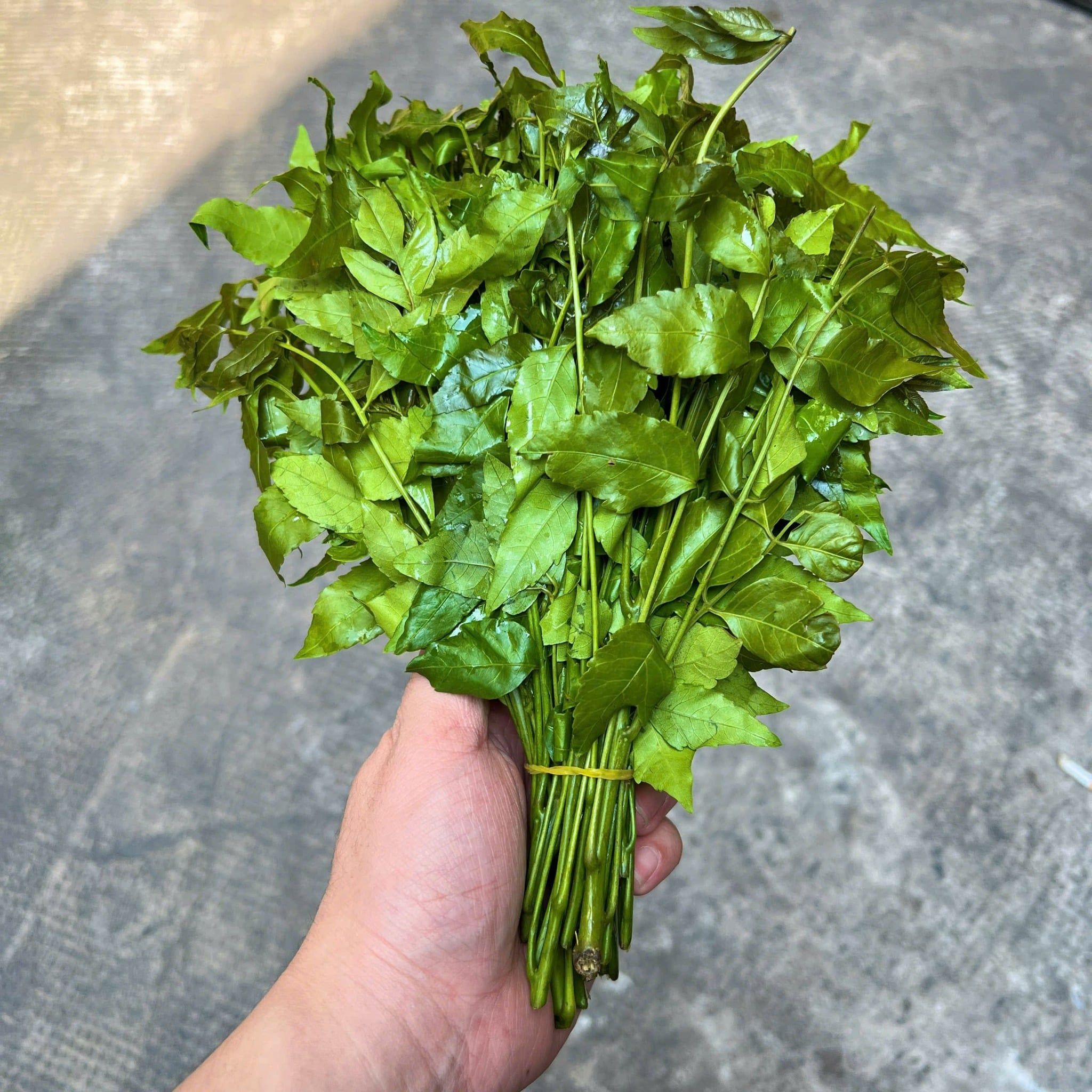 l 225 sau d 226 u kh 244 d 249 ng de pha tr 224 thanh nhiet