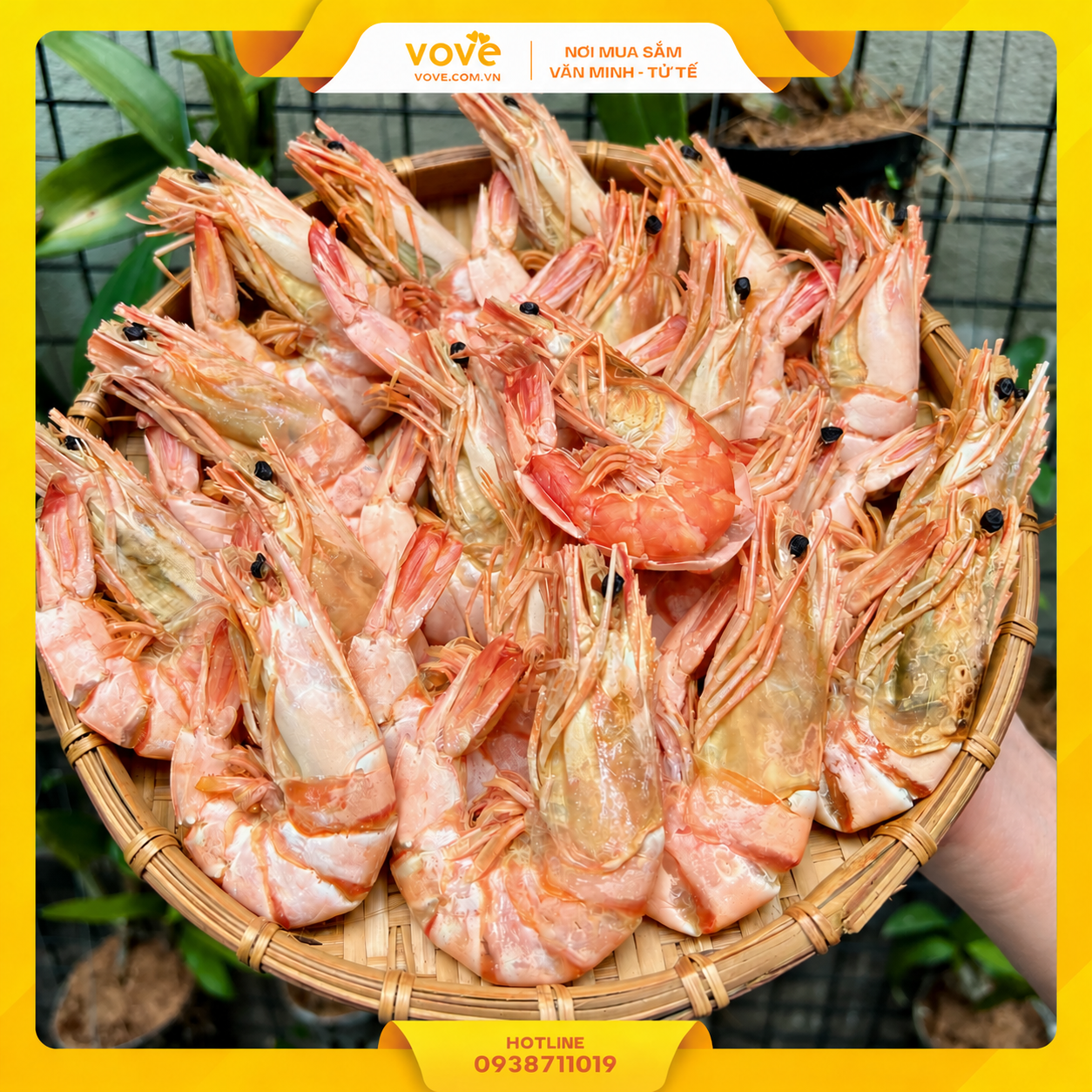 tom su kho ca mau thien nhien nguyen vo size 70 con tui 500gr
