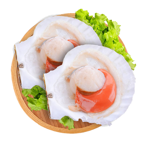 Sò điệp Nhật nửa mảnh có trứng 1kg