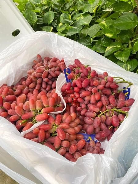 Nho Đỏ Dài Crimson – Hộp 900gr