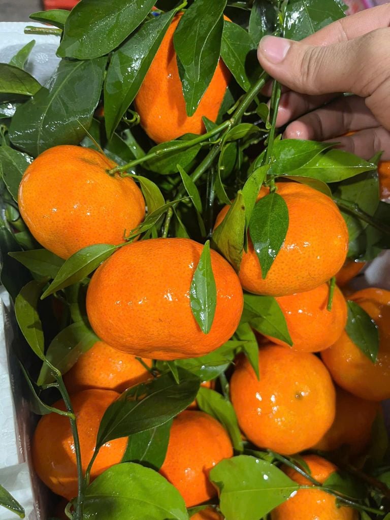 Cam Canh Đường Thơm Ngọt – Kg