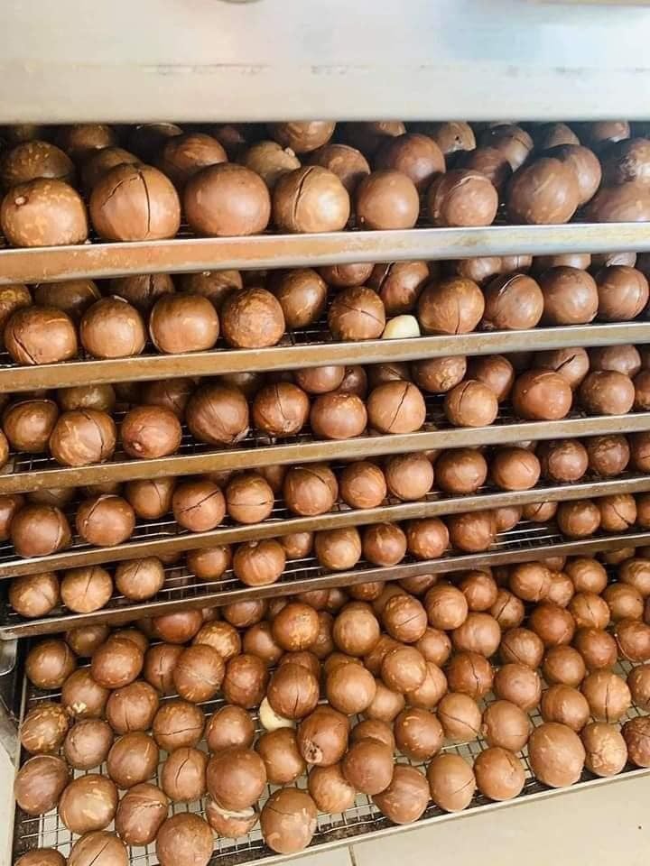 Hạt Macca Hưng Phát – Bịch 500g