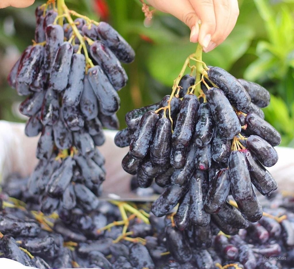 Nho Đen Ngón Tay Úc Okuku - 900g