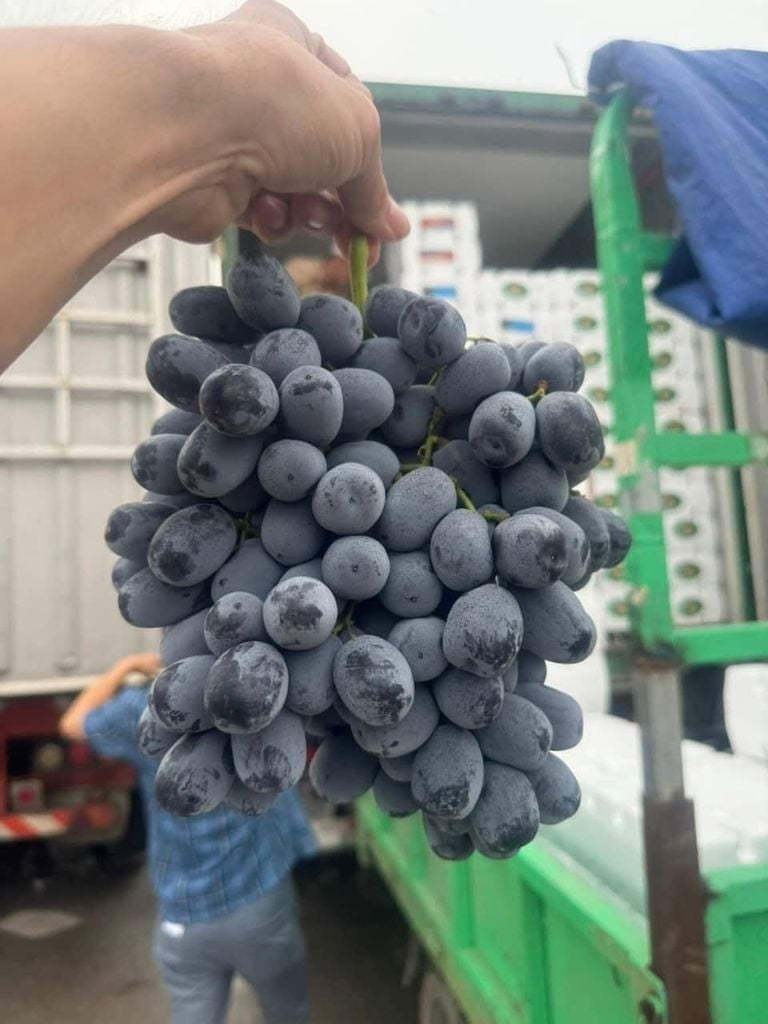 Nho Đen Giòn Ngọt – 900g