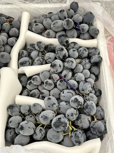 Nho Đen Giòn Ngọt – 900g