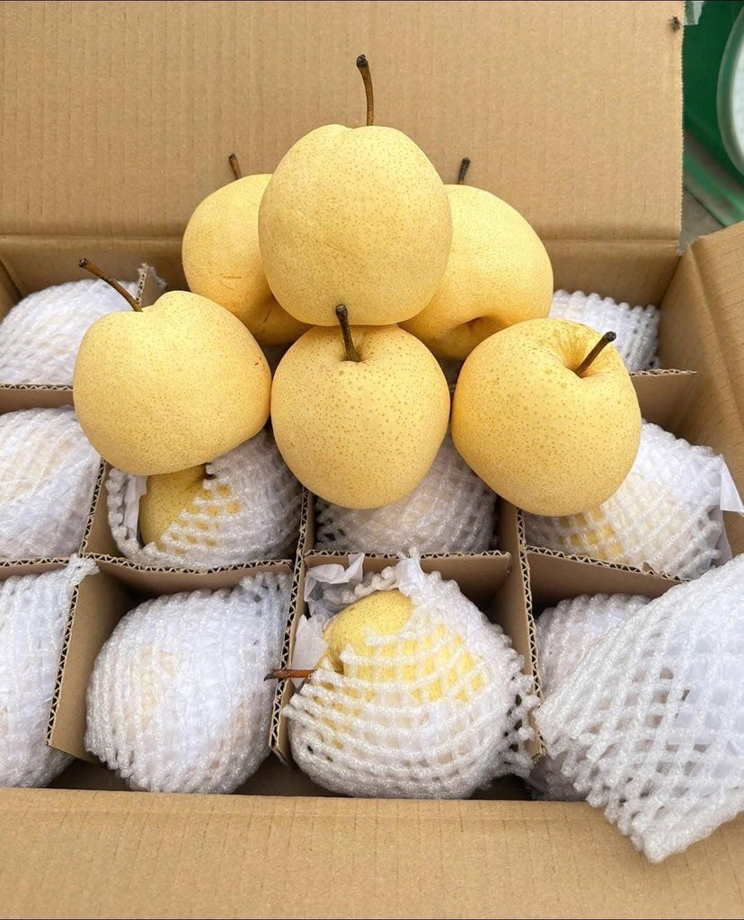 Lê Đường Panda - Kg