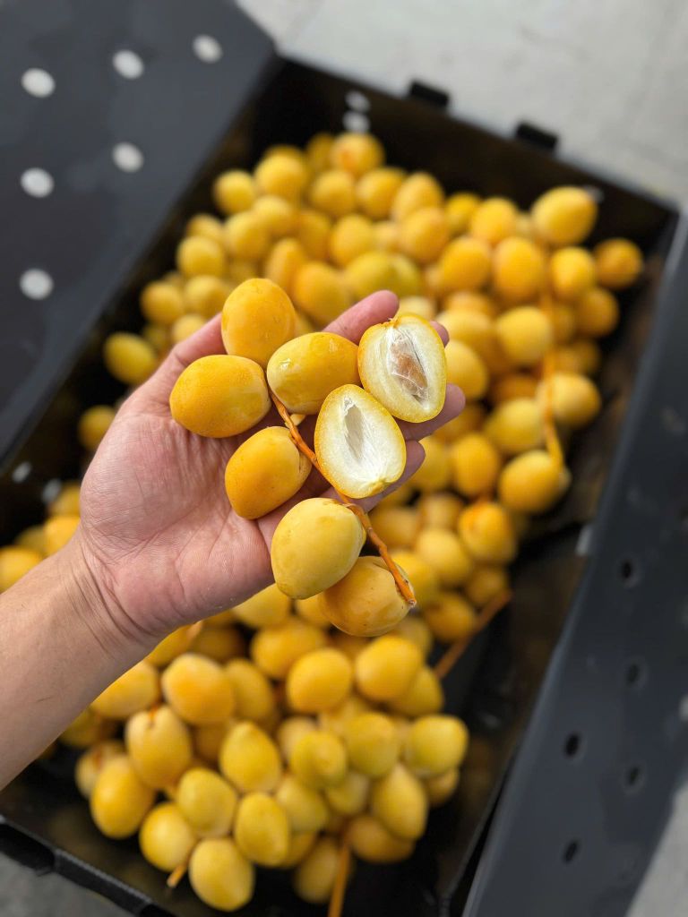 Chà Là Tươi - 500G