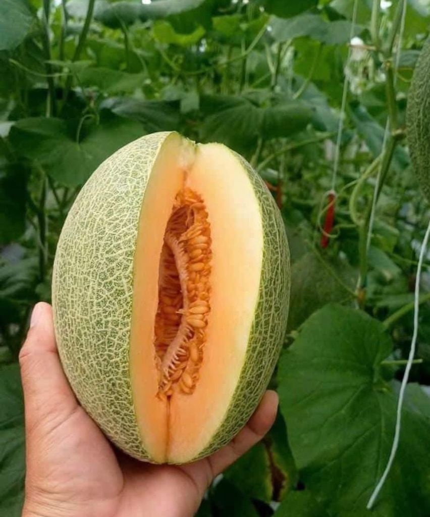 Dưa Lưới Hữu Cơ Hạ Uyển Frusea - Kg