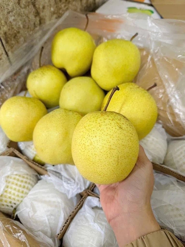 Lê Đường Panda - Kg