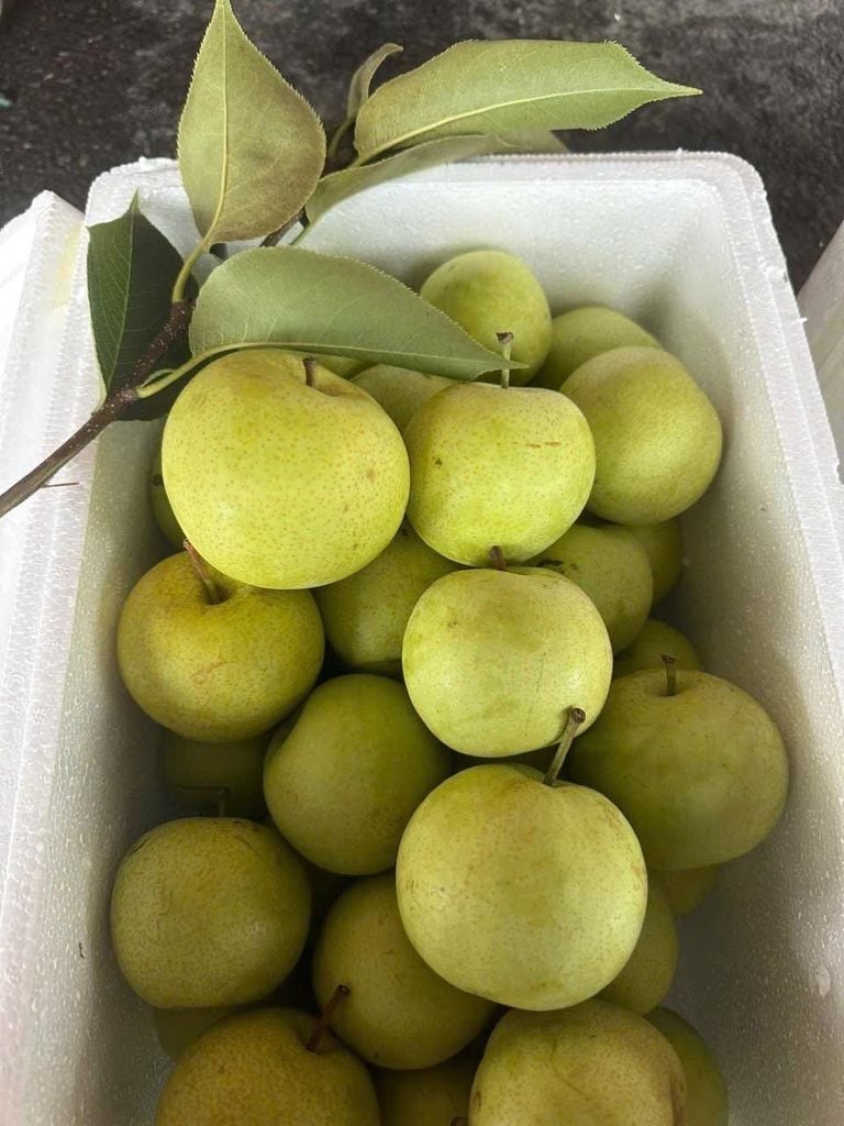Lê Xanh Tà Nung – 1kg