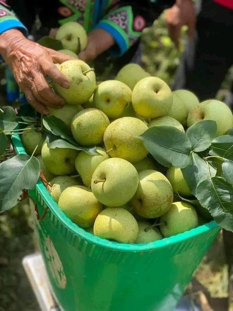 Lê Xanh Tà Nung – 1kg