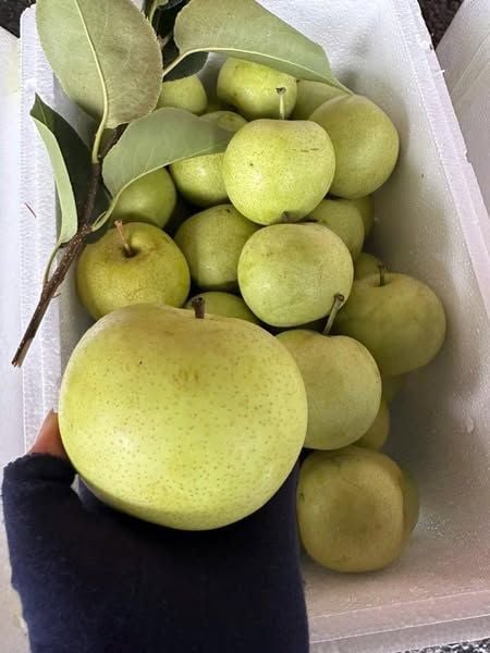 Lê Xanh Tà Nung – 1kg