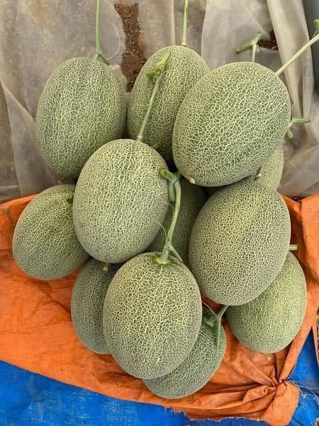 Dưa Lưới Hữu Cơ Hạ Uyển Frusea - Kg