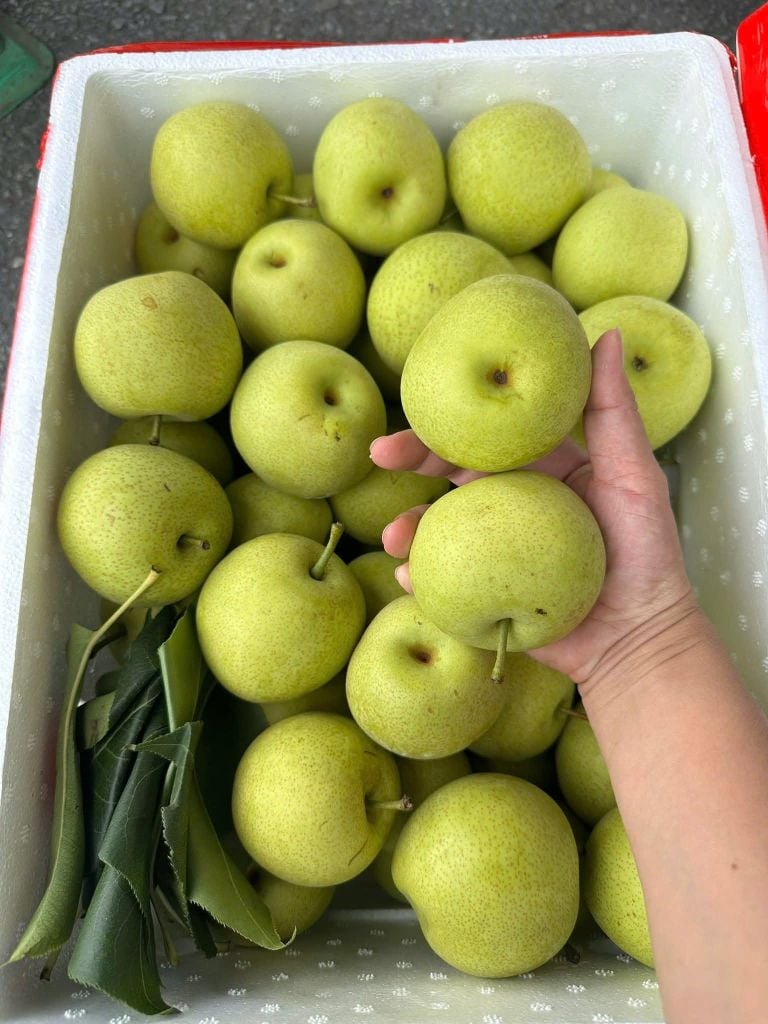 Lê Xanh Tà Nung – 1kg