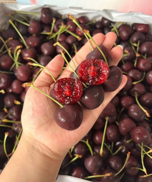 Cherry Mật Canada Ngọt Đậm - 500g