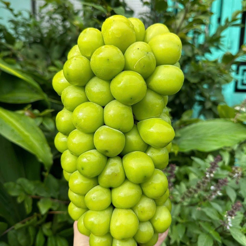 Nho Mẫu Đơn Chùm – KG