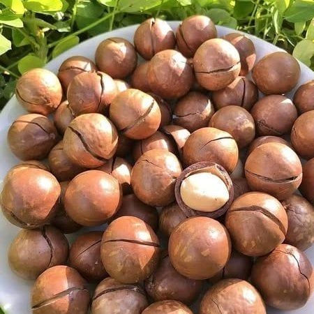 Hạt Macca Sấy Tây Nguyên - 500g